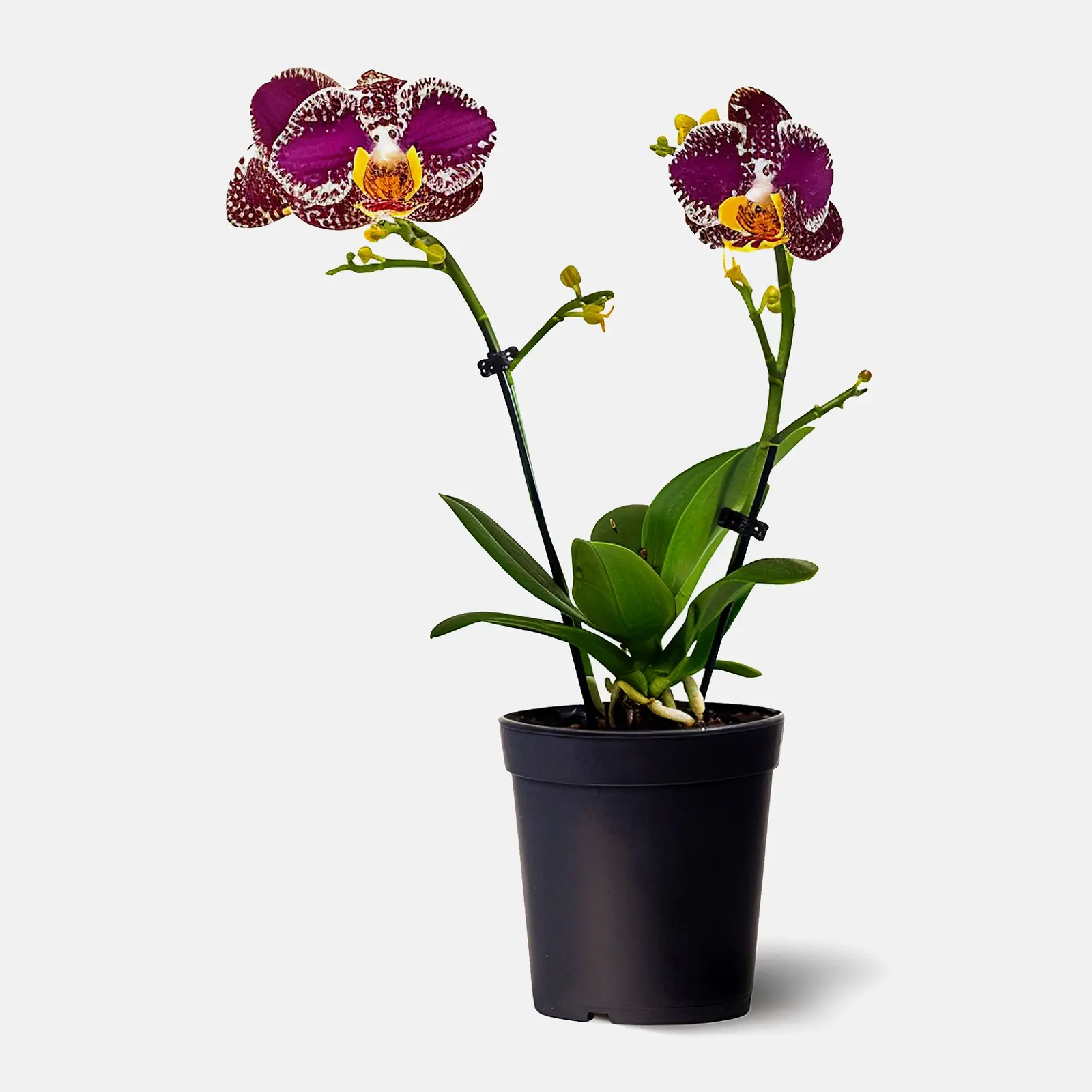 Фаленопсис d-9см в ассортименте