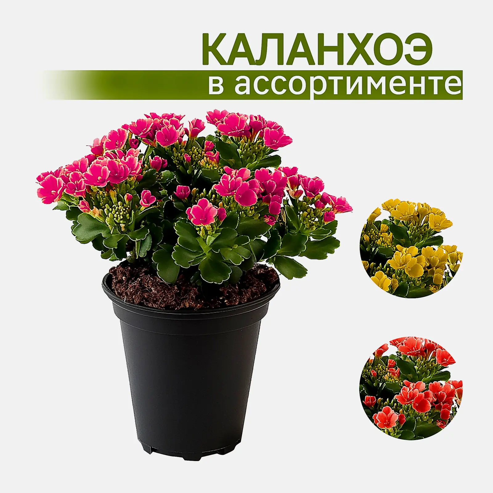 Горшечное растение Каланхоэ d-7см h-13см в ассортименте