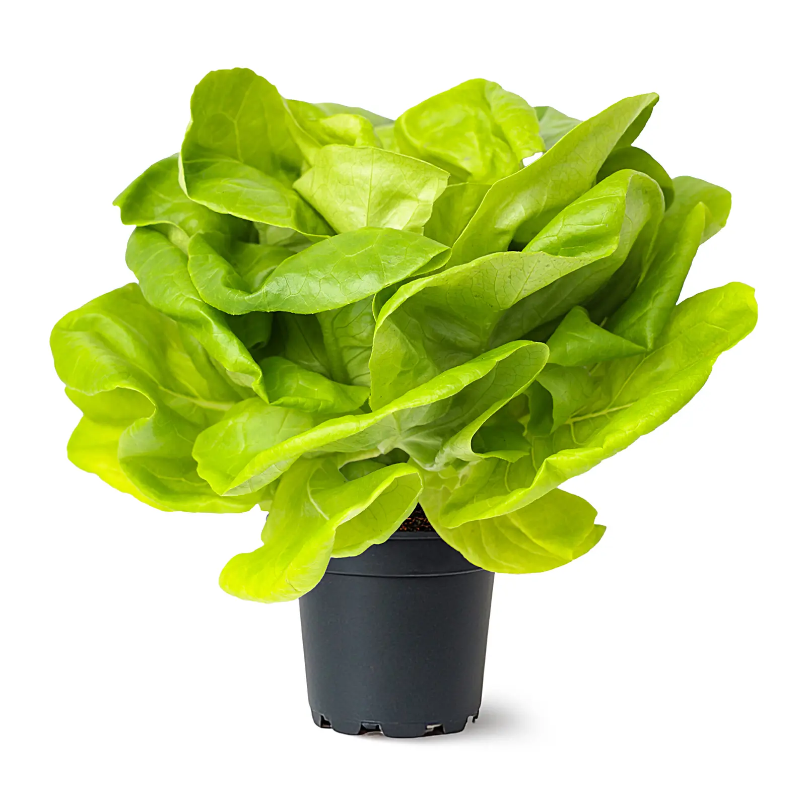 Изображение товара Маслянистый зеленый салат в горшочке свежий и хрустящий