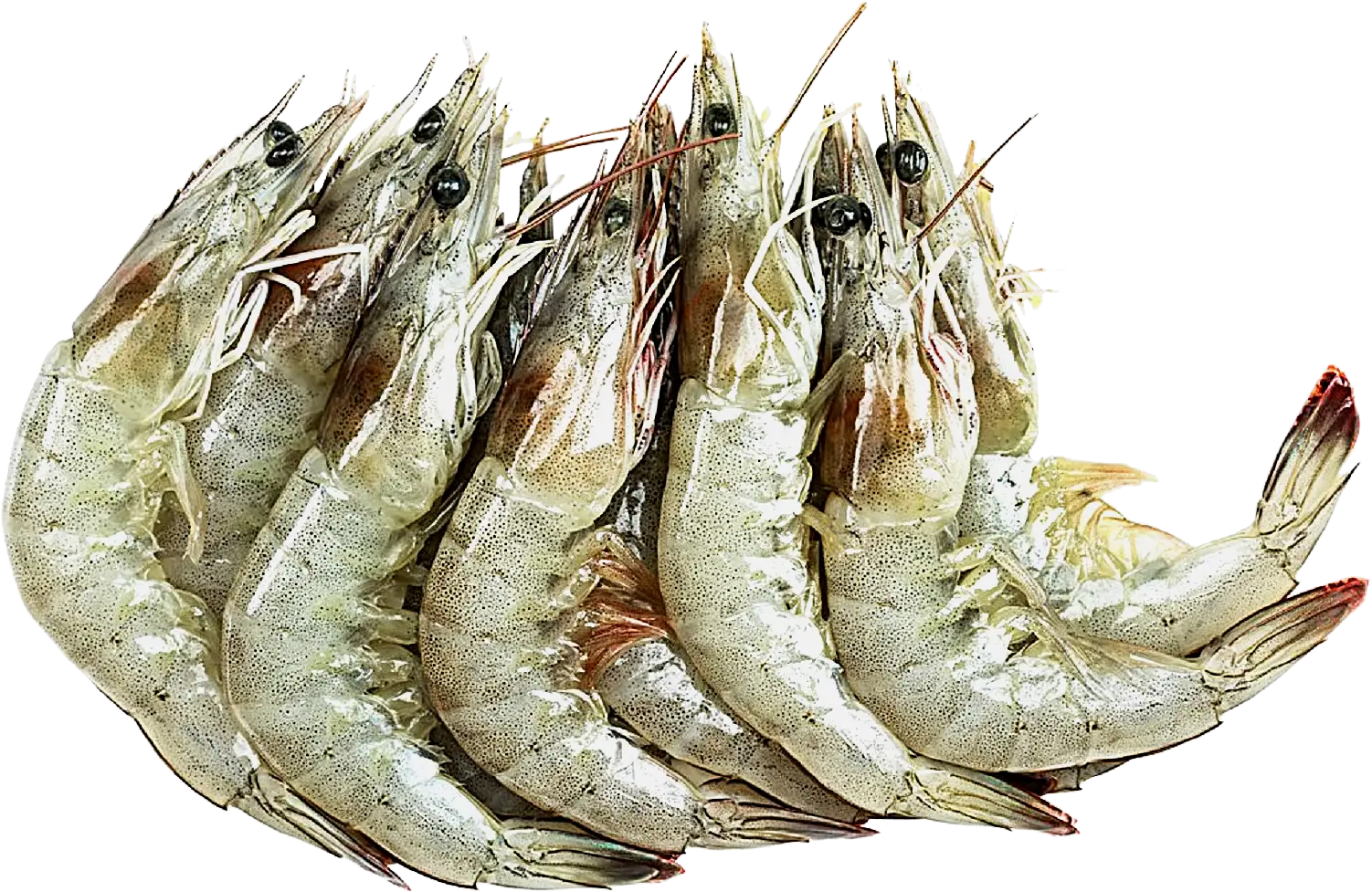 Креветка королевская с головой свежемороженая 50/70