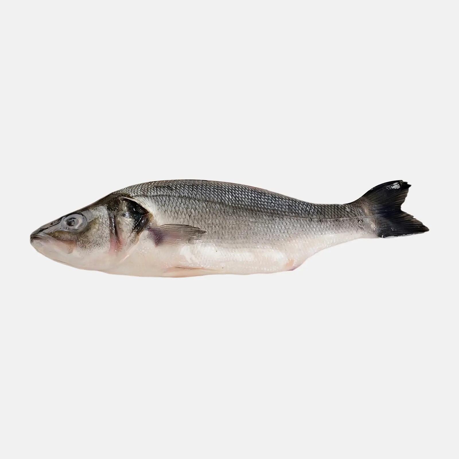Сибас мороженый
