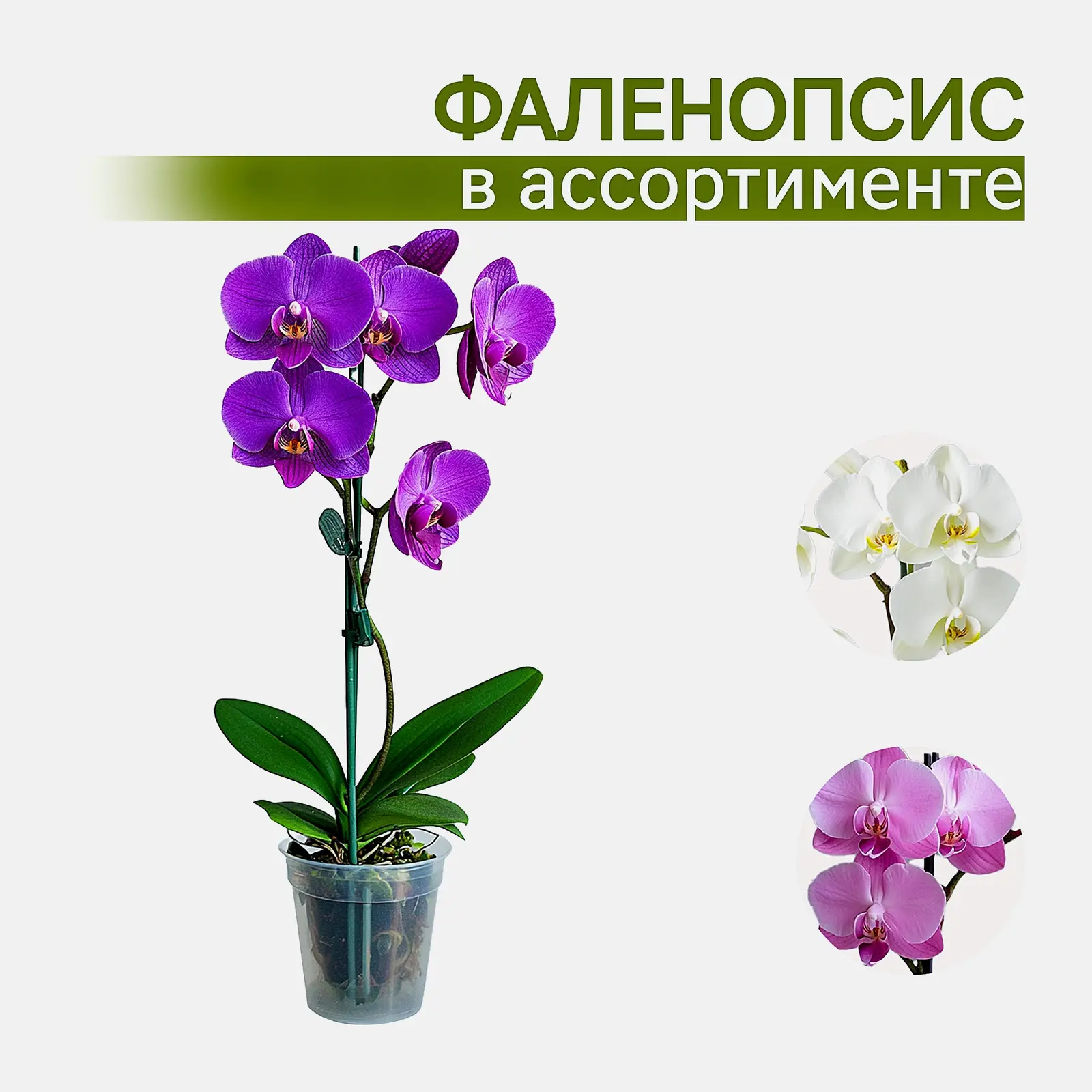 Фаленопсис Цветущий d-12см h-55см в ассортименте