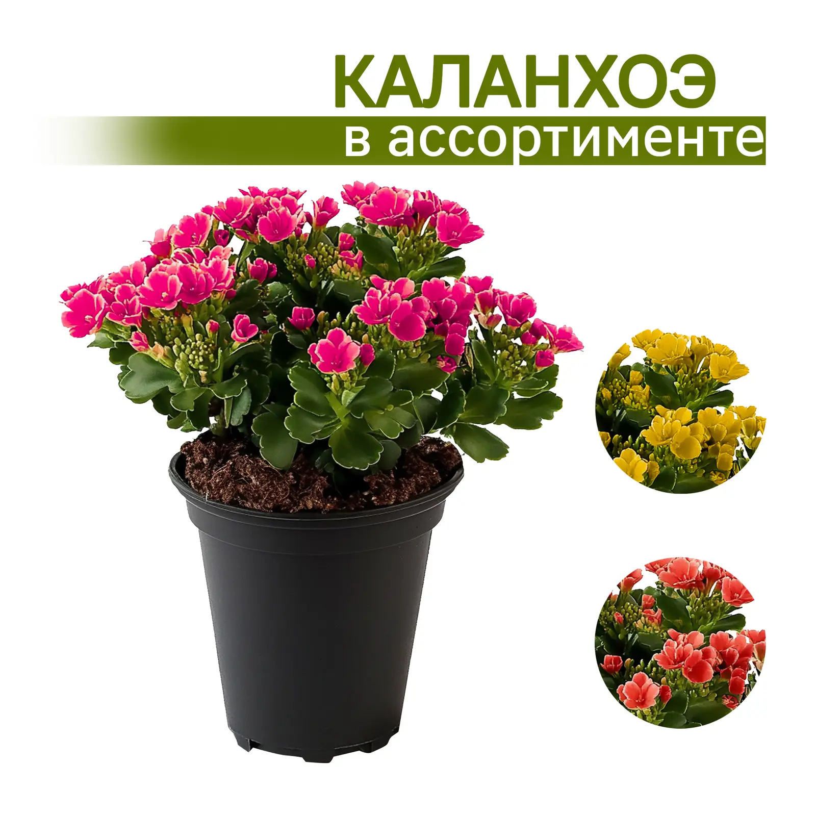 Горшечное растение Каланхоэ микс d7 h13 (цвет по наличию)