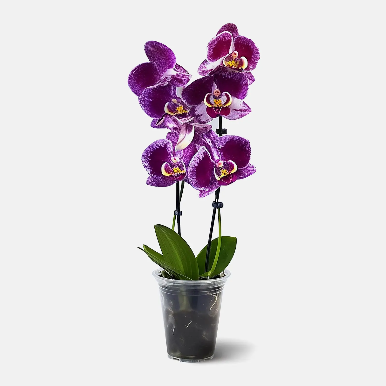 Фаленопсис d-9см в ассортименте