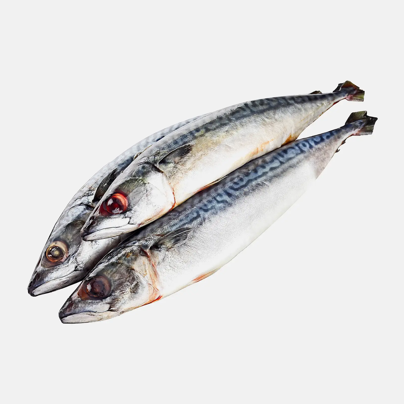 Скумбрия