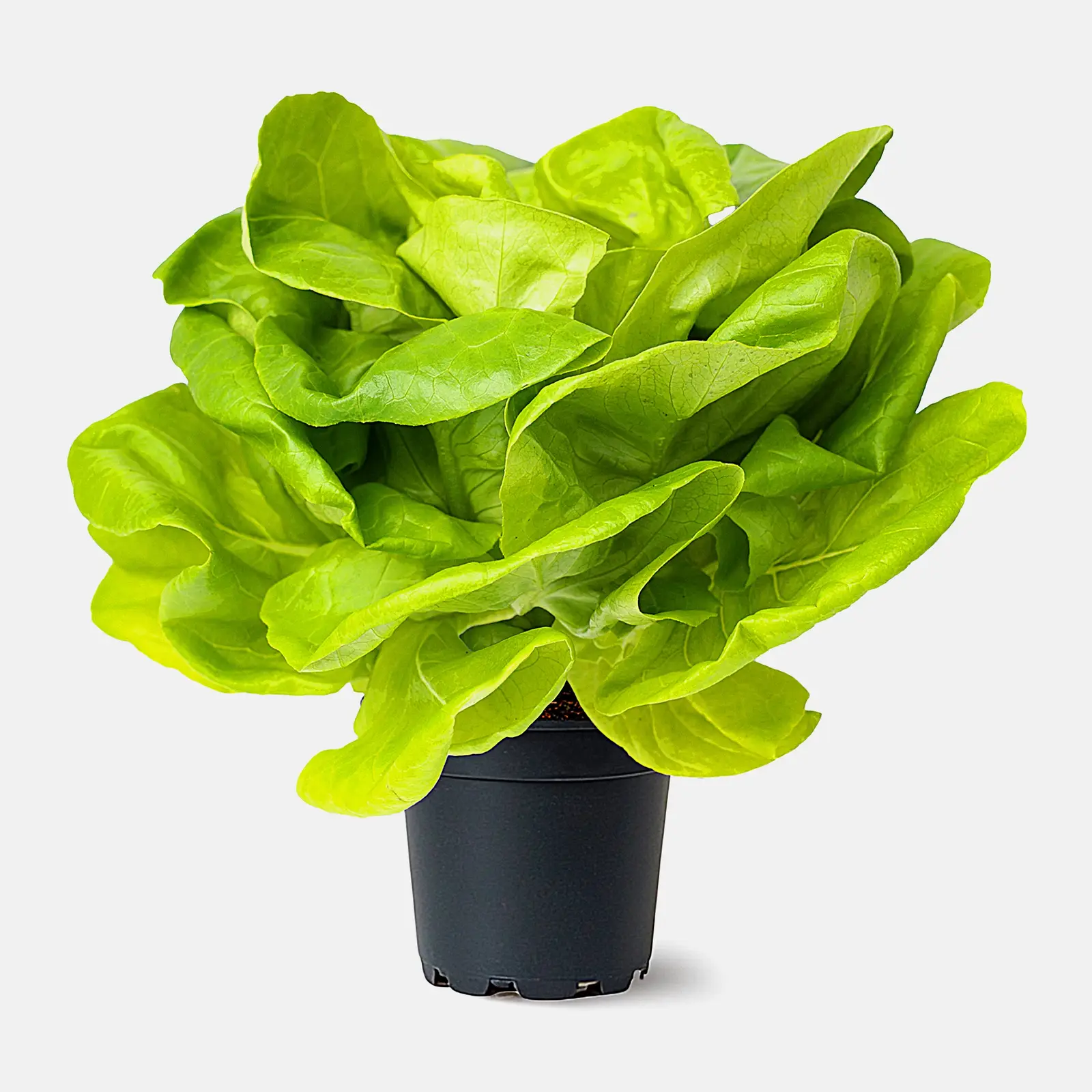 Изображение товара Маслянистый зеленый салат в горшочке свежий и хрустящий