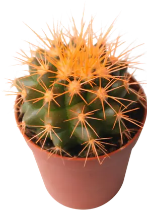 Изображение товара Цветной кактус D-5. 5 см в ассортименте - декоративное горшечное растение
