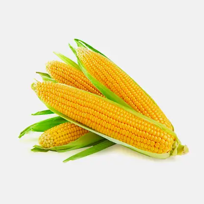 Кукуруза в початках 1шт