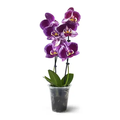 Изображение товара Фаленопсис d-9см в ассортименте