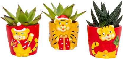 Изображение товара Суккулент Цветочка-ритейл в керамическом горшке в ассортименте