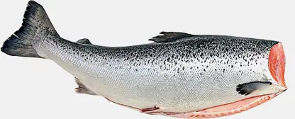 Кета потрошеная без головы мороженая