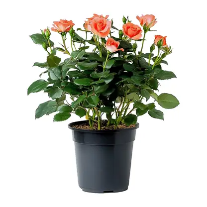 Изображение товара Роза Ярославский ТК Кордана d-10.5см в ассортименте