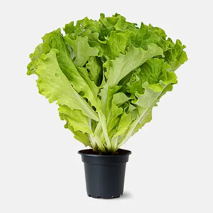 Салат листовой в горшочке