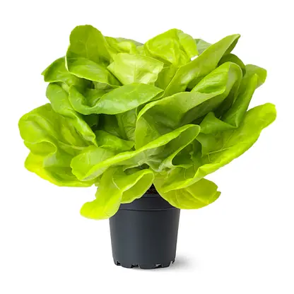 Изображение товара Маслянистый зеленый салат в горшочке свежий и хрустящий