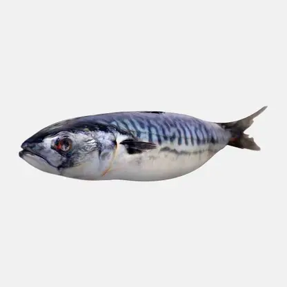 Скумбрия