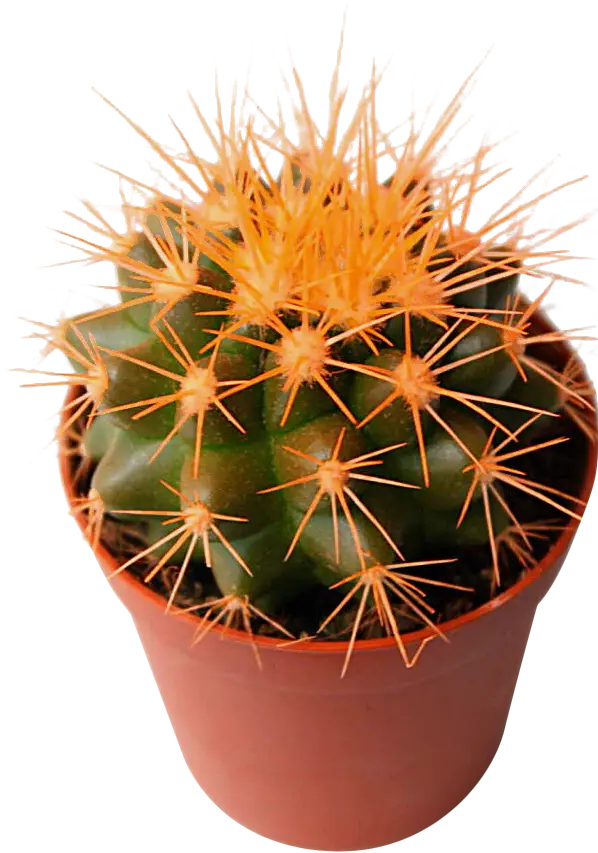 Изображение товара Цветной кактус D-5. 5 см в ассортименте - декоративное горшечное растение