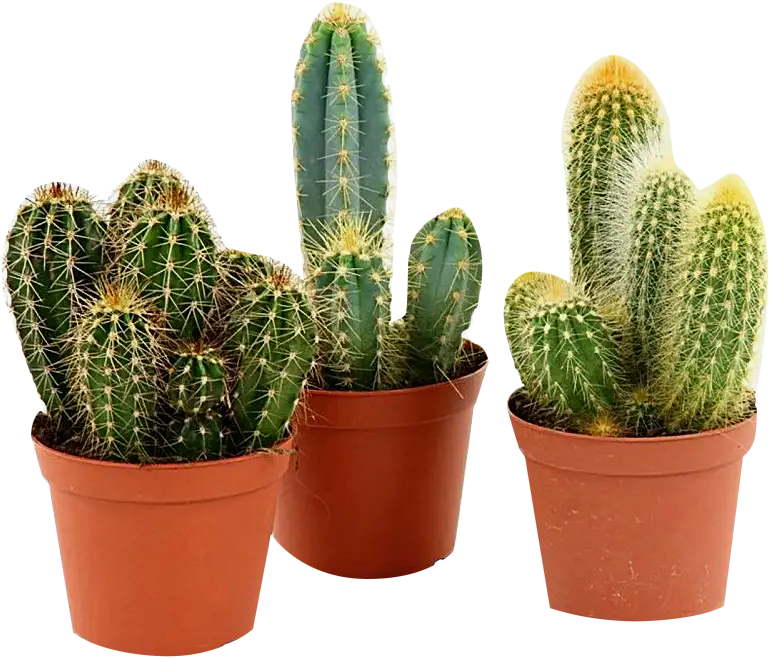 Изображение товара Кактус d-5. 5см в ассортименте - комнатное растение для интерьера