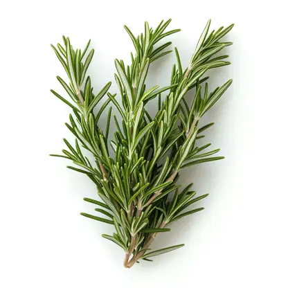 Изображение товара Свежий розмарин 30г - ароматная зелень для кухни