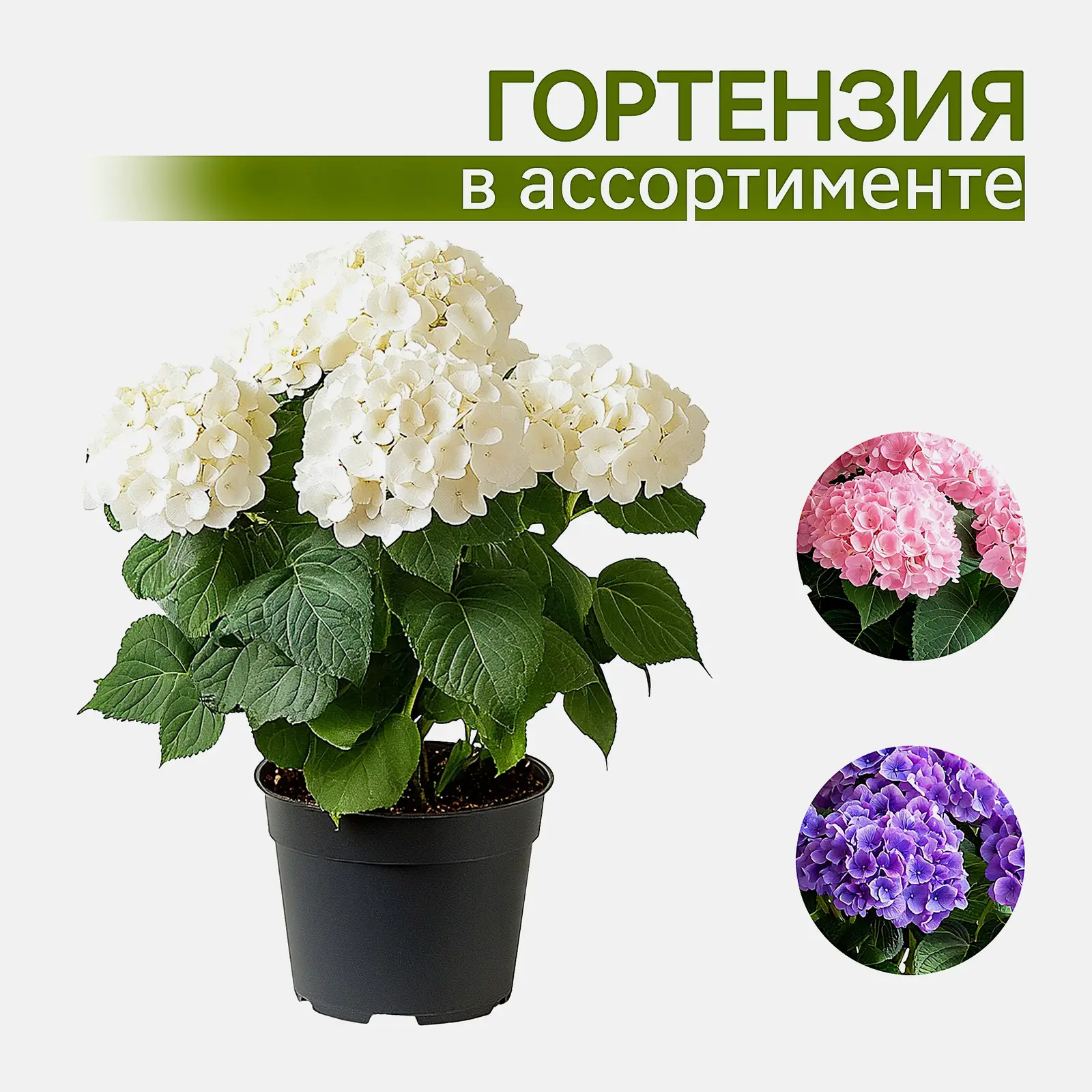 Изображение товара Гортензия d-15см в ассортименте — декоративное растение для дома и сада