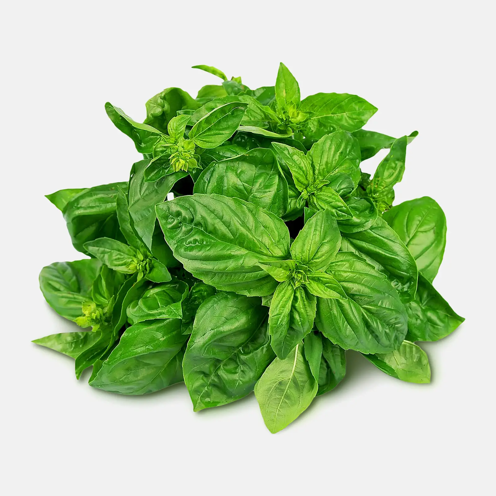 Базилик М Свежесть 30г