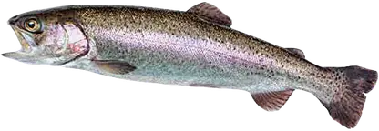 Форель неразделанная с головой