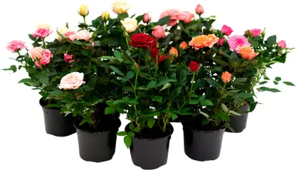 Изображение товара Роза Кордана d-10.5см h-30см в ассортименте