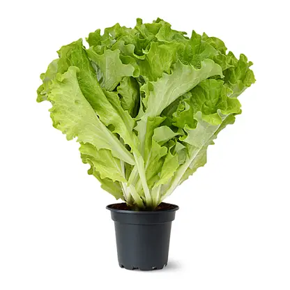 Изображение товара Салат листовой в горшочке