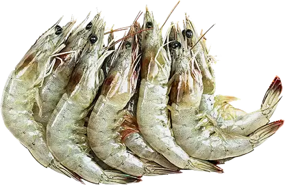 Креветка королевская с головой свежемороженая 50/70