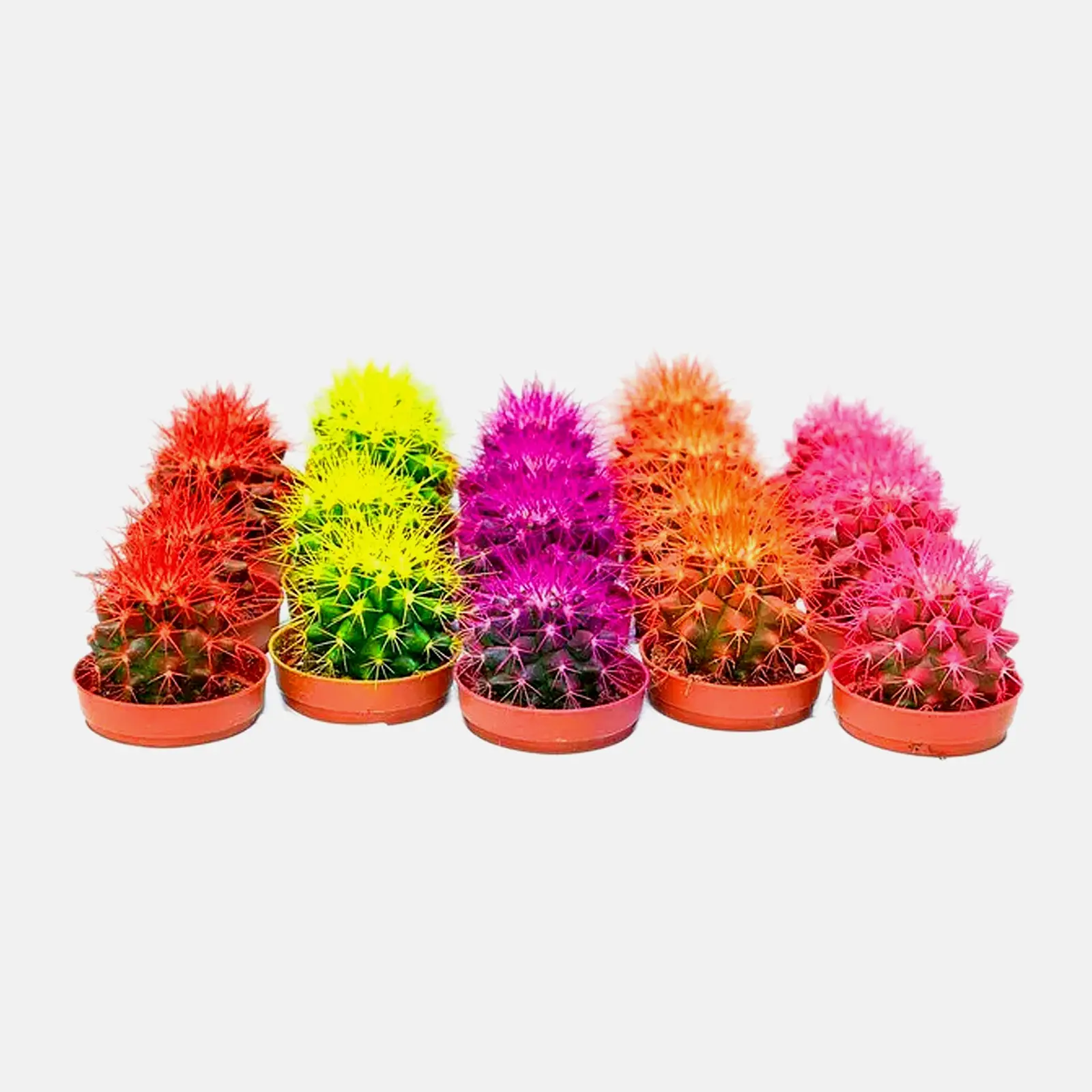 Изображение товара Кактус цветной d-8.5см в ассортименте от Цветочка-Ритейл